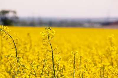 Scenic view of oilseed rape field against clear sky