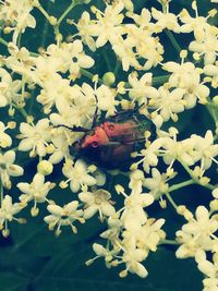 Close-up of insect on white flowering plant