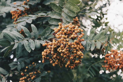 Close-up of fruits growing on tree