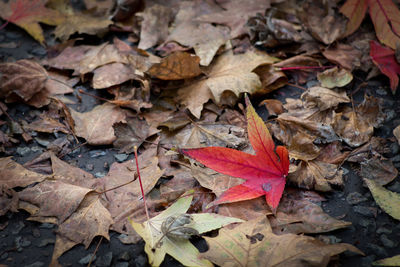 High angle view of fallen maple leaves