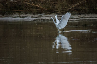 Bird flying over lake