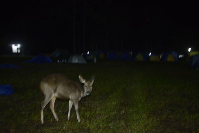 Sheep on field at night