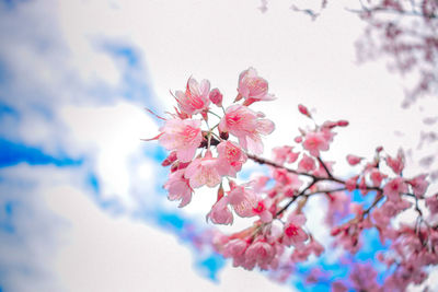 Close-up of pink cherry blossoms in spring