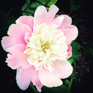 Close-up of pink flower