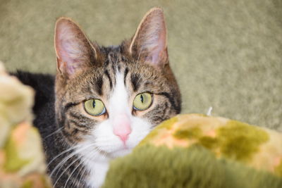 Close-up portrait of tabby cat