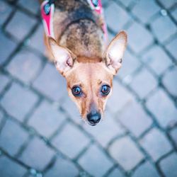 High angle portrait of dog sitting outdoors