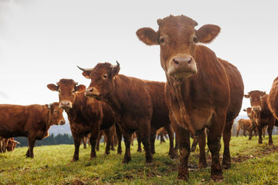 Many cows on green pasture farmland