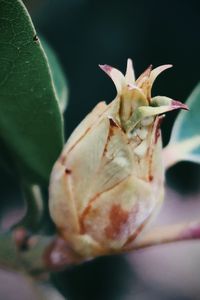 Close-up of red rose flower