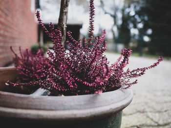 Close-up of cactus flower pot