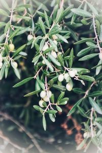 Close-up of flowering plant