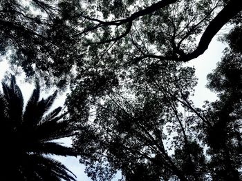 Low angle view of tree against sky