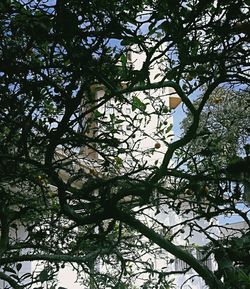 Low angle view of tree against sky