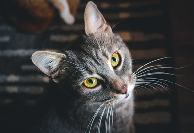 Close-up of a cat looking away