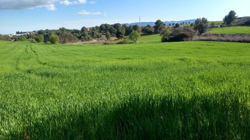 Scenic view of agricultural field against sky