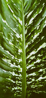 Full frame shot of green leaves