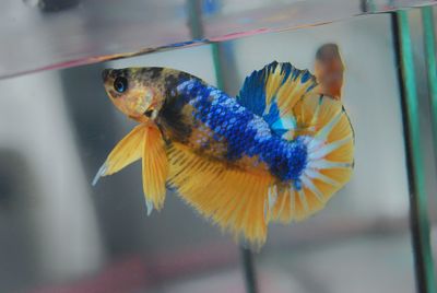 Close-up of fish swimming in glass