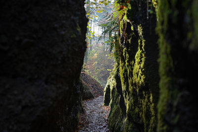 Close-up of moss growing on tree trunk