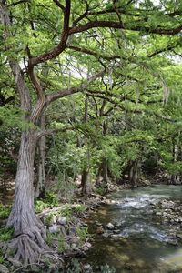 Scenic view of river amidst trees in forest