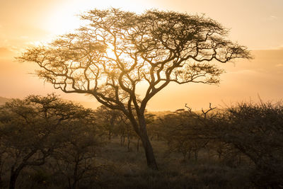 Low angle view of tree against sky during sunset