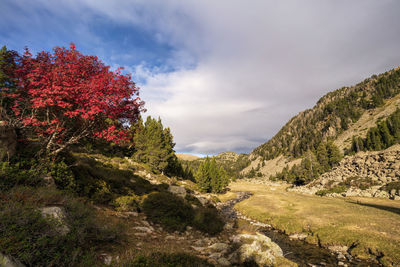 Scenic view of trees against sky