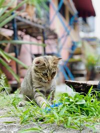 Cat looking away