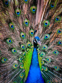 Close-up of peacock