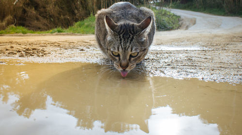 Cat drinking water from puddle on road
