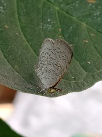 Close-up of butterfly on leaf