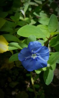 Close-up of purple flower blooming outdoors