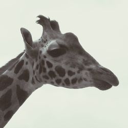 Close-up of giraffe against sky