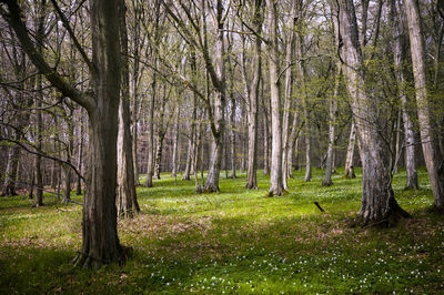 Trees in forest