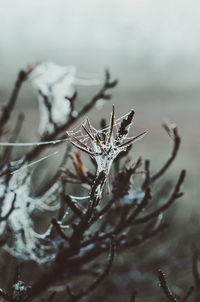 Close-up of branches covered in spider webs and little drops of water in  a swamp during sunrise