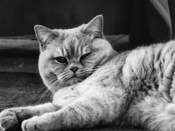 Close-up portrait of cat sitting