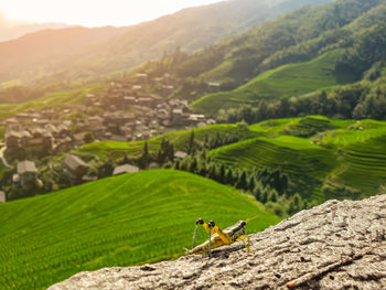 Yellow grasshopper in china. blurred landscape mountain background