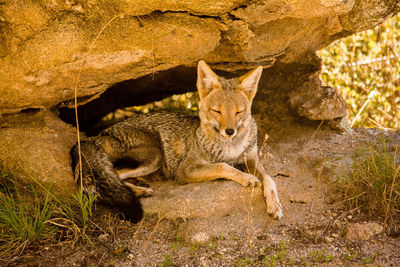 Fox sleeping on rock