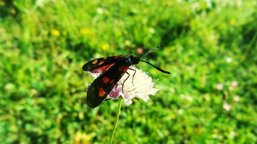 Close-up of butterfly on plant