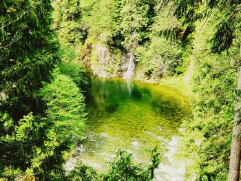 High angle view of water flowing in forest