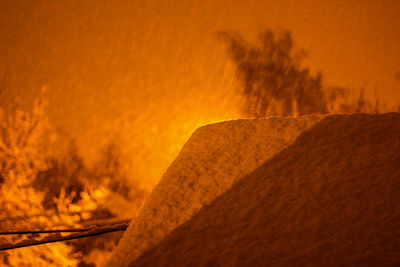 Close-up of tree at night