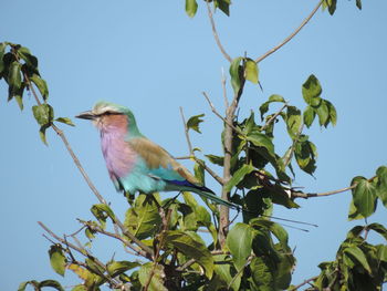 Low angle view of bird perching on tree against clear blue sky