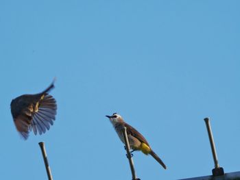 Low angle view of birds flying against clear blue sky