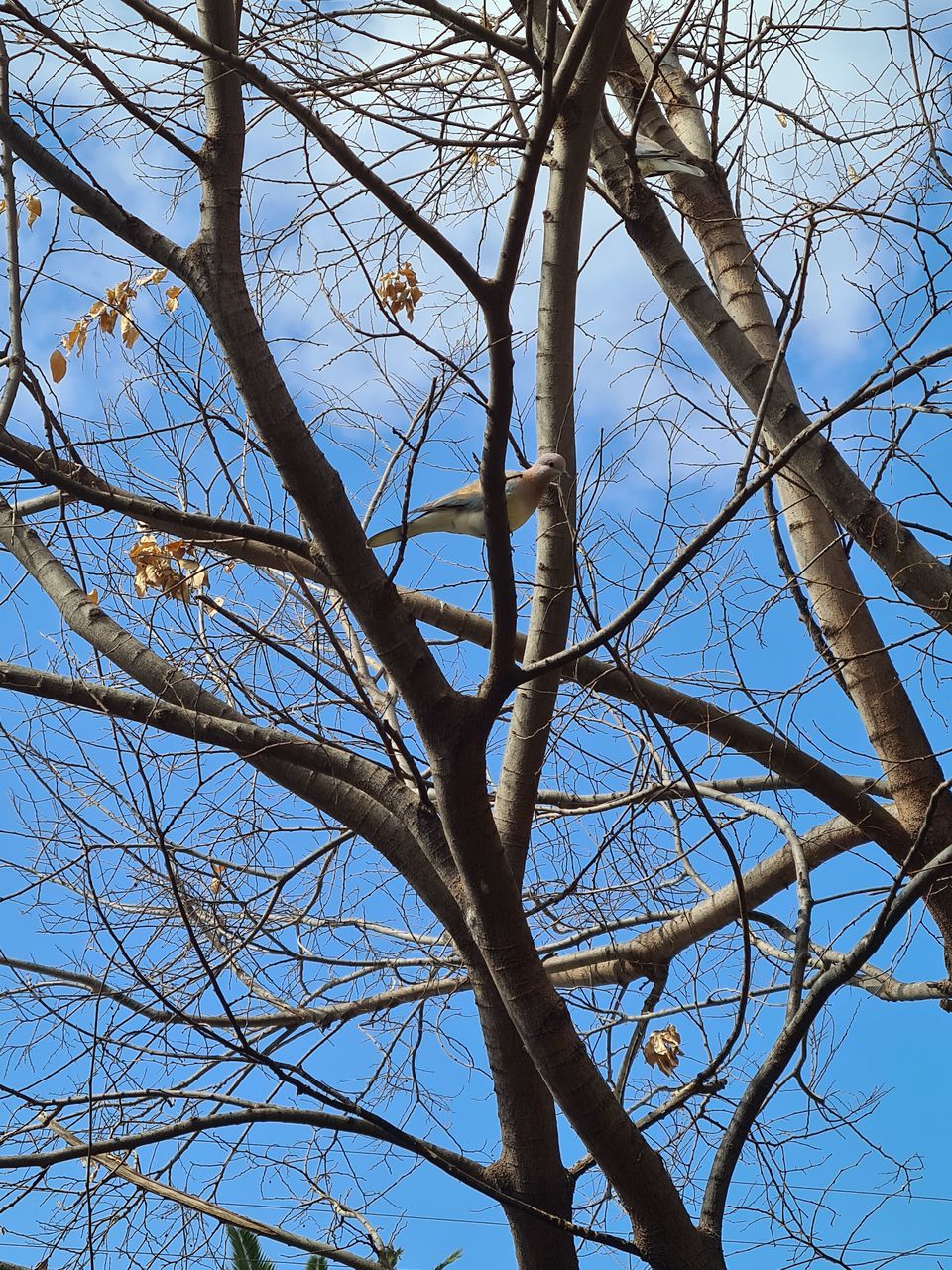 LOW ANGLE VIEW OF TREE AGAINST BLUE SKY