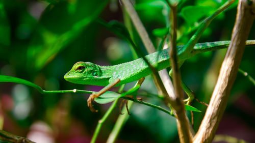 Close-up of lizard on leaf