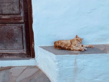 View of a cat resting on wall