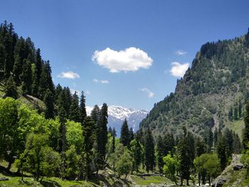 Trees on field against sky at pahalgam