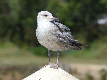 Close-up of seagull perching on wooden post