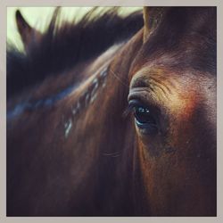 Close-up of horse eye