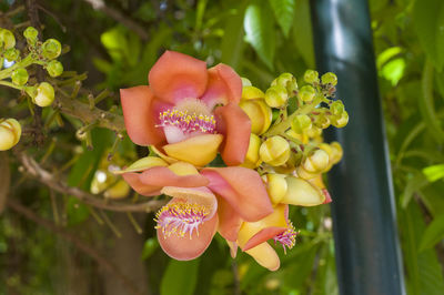 Sala trees are blooming on campus near the house.