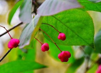 Close-up of berries growing on plant