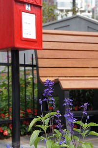 Close-up of red flowering plant against building