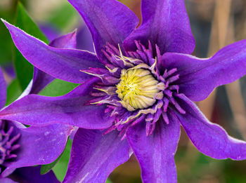 Close-up of purple flowering plant
